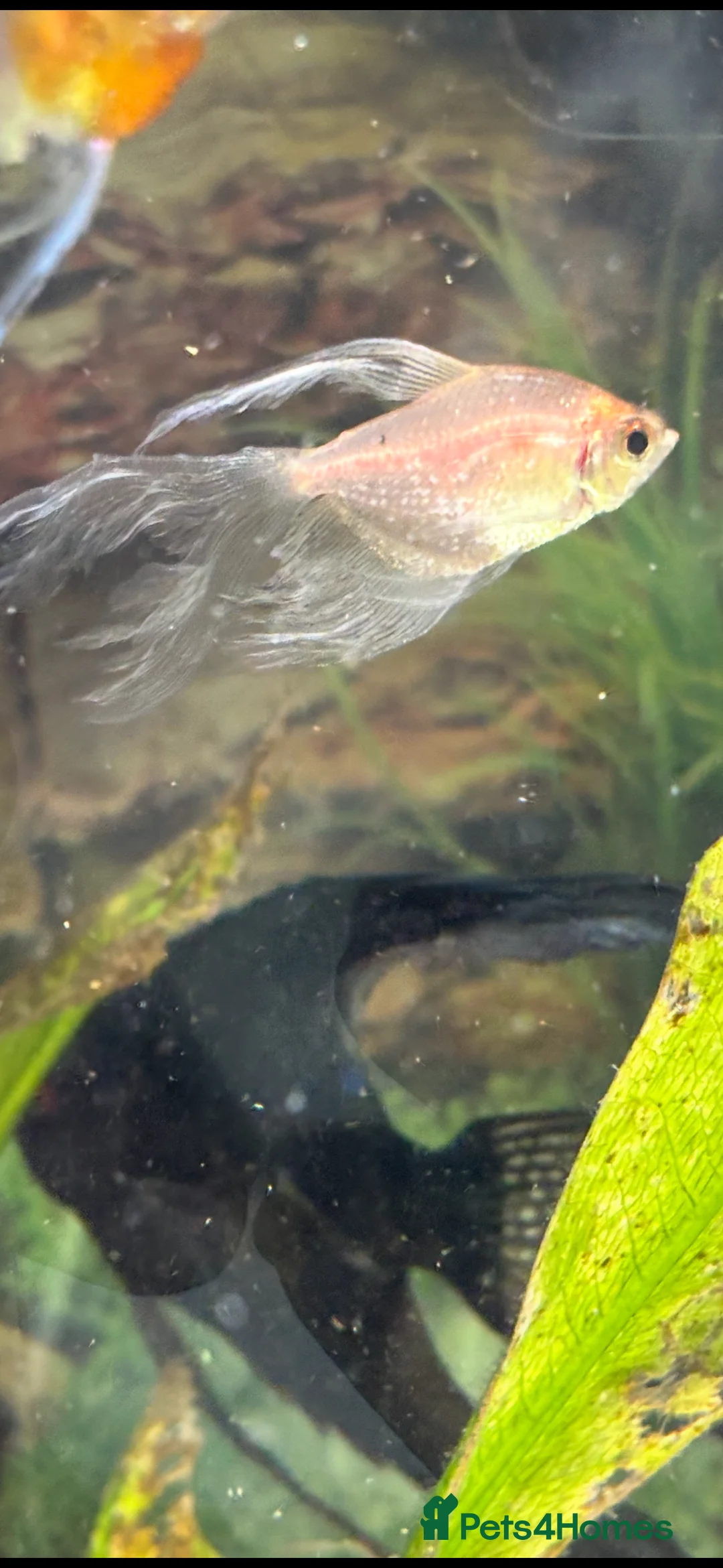 Tetras fish for sale: Long fin white widows - Advert 2