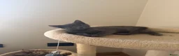 Mixed Breed cats for sale: Beautiful grey male kitten for sale  - Advert 6