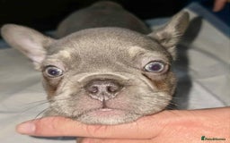 French Bulldog dogs for sale: Stunning litter of French bulldog puppies  - Image 22