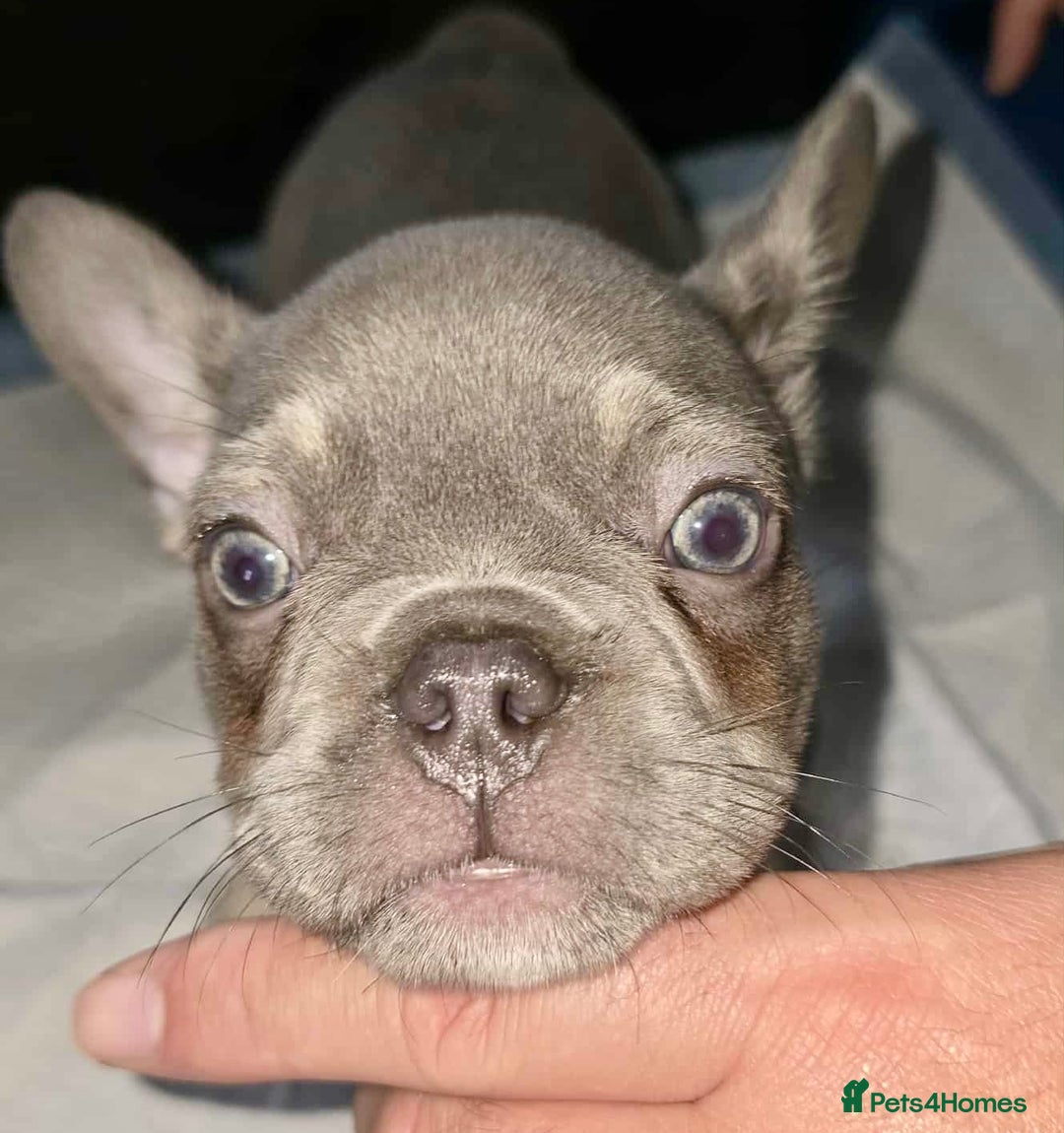 French Bulldog dogs for sale: Stunning litter of French bulldog puppies  - Image 22