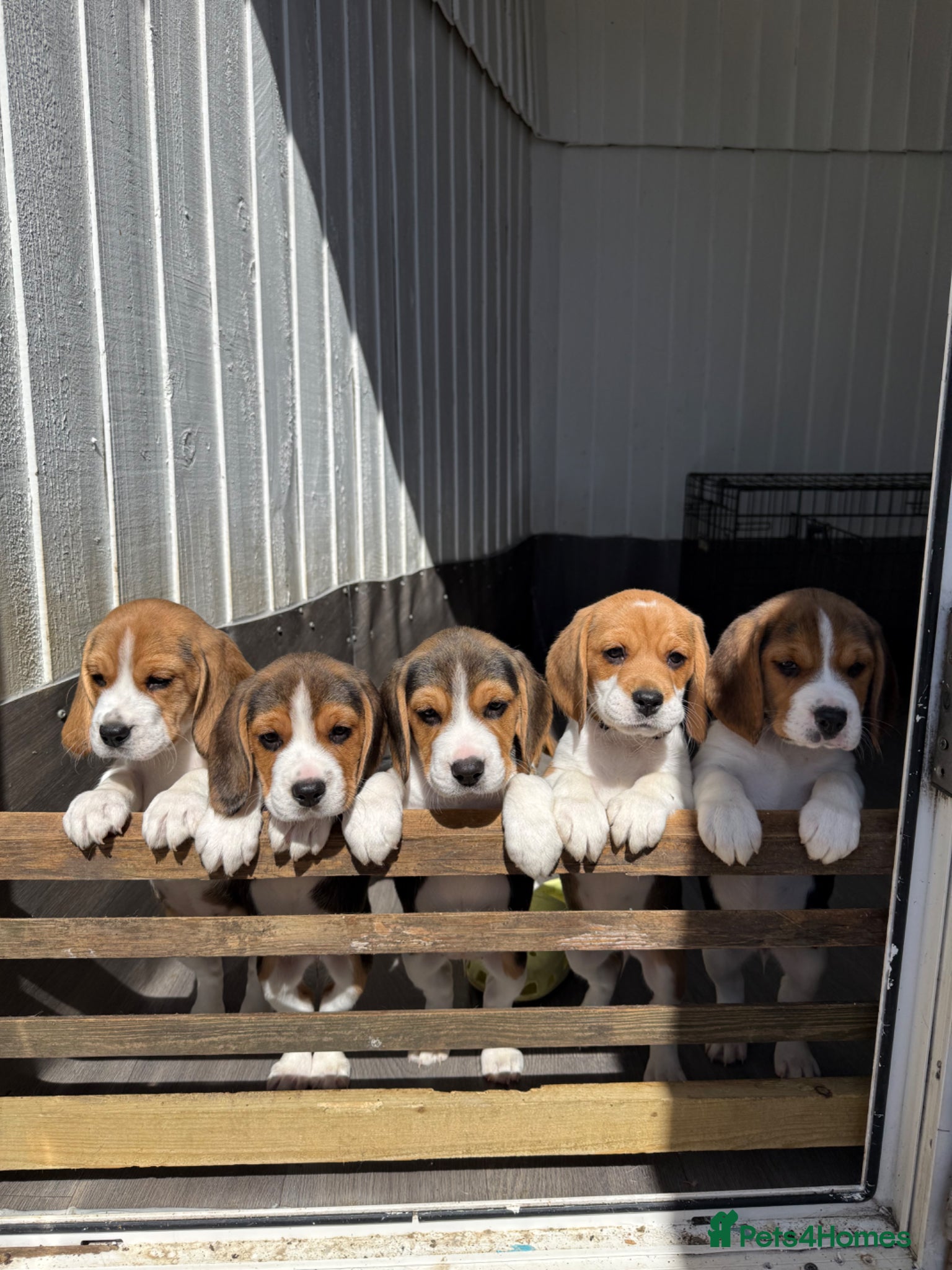 Beagle dogs 6 Beautiful Beagle girls available for sale - Advert 16