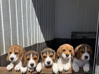 Beagle dogs 6 Beautiful Beagle girls available for sale - Advert 16