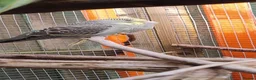 Budgerigars birds for sale: Baby budgies, easily tamed. Mixed colours - Advert 7