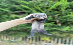 Ferret rodents for sale: solid black cross polecat kits  - Image 7