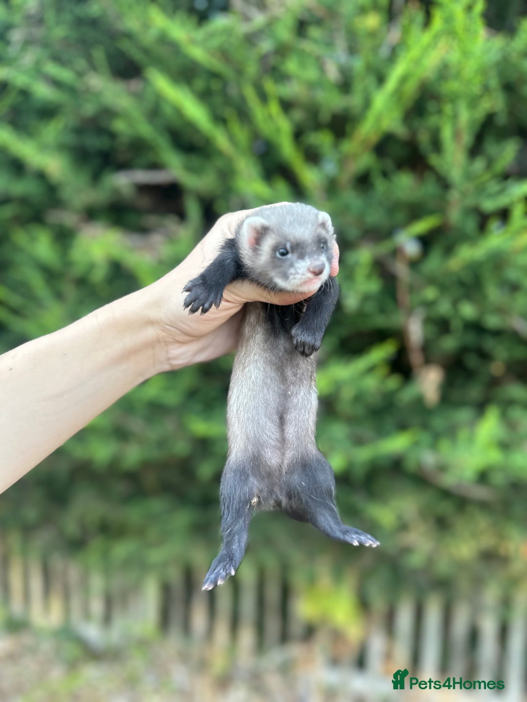 Ferret rodents for sale: solid black cross polecat kits  - Image 7