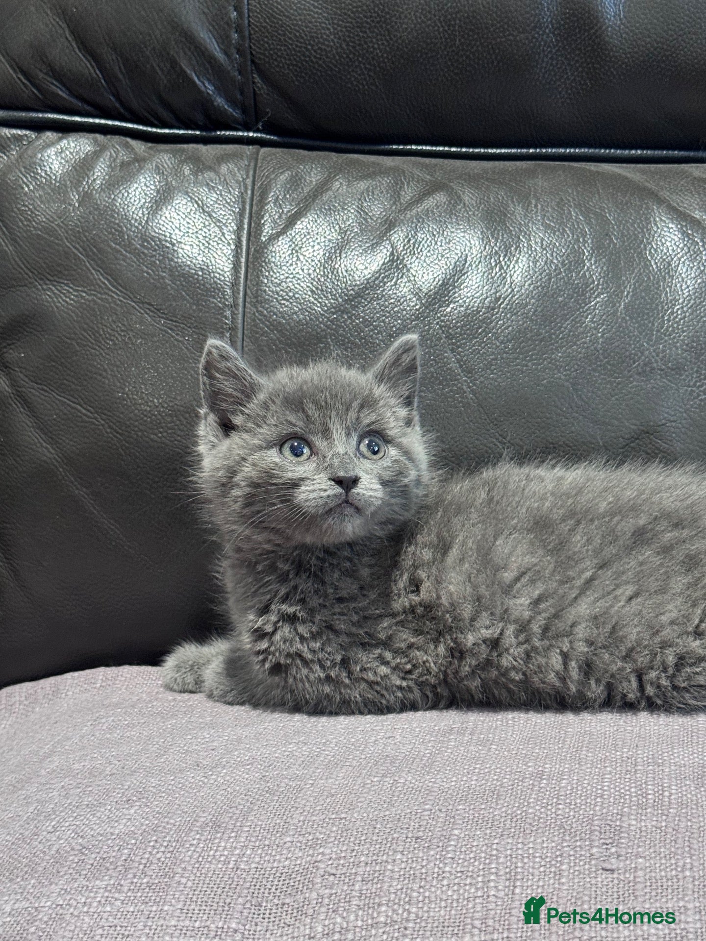 Mixed Breed cats Beautiful kitten - Advert 1