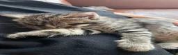 Mixed Breed cats for sale: Kittens - Advert 9