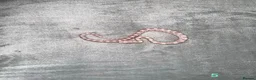 Corn Snake reptiles for sale: Baby Corn Snakes of various colours. in Hastings - Advert 8