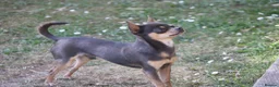 Chihuahua dogs for sale: Pedigree Teacup Chihuahua for Rehoming  - Advert 17