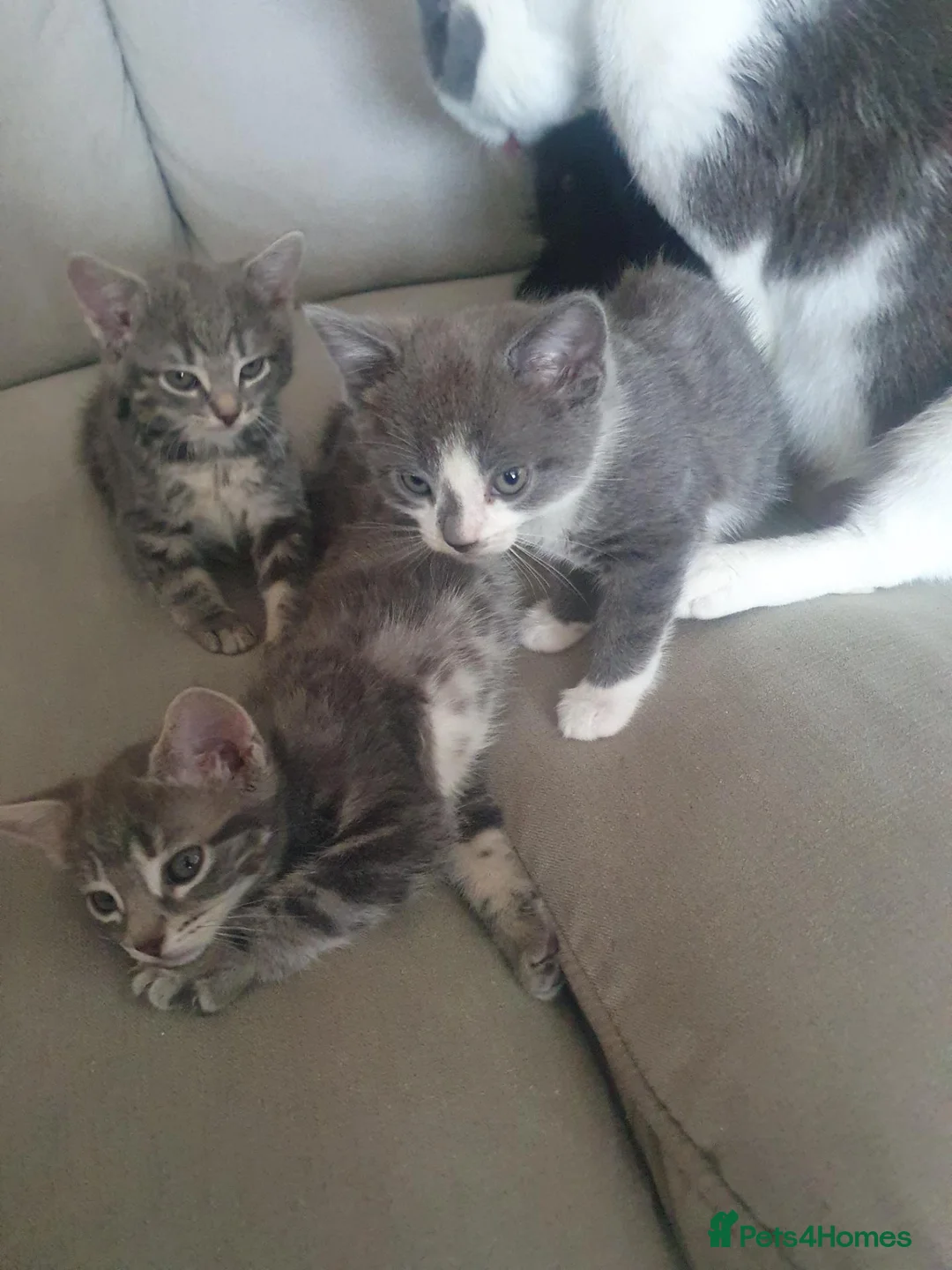 Mixed Breed cats for sale: 4 kittens looking for new homes  - Advert 2