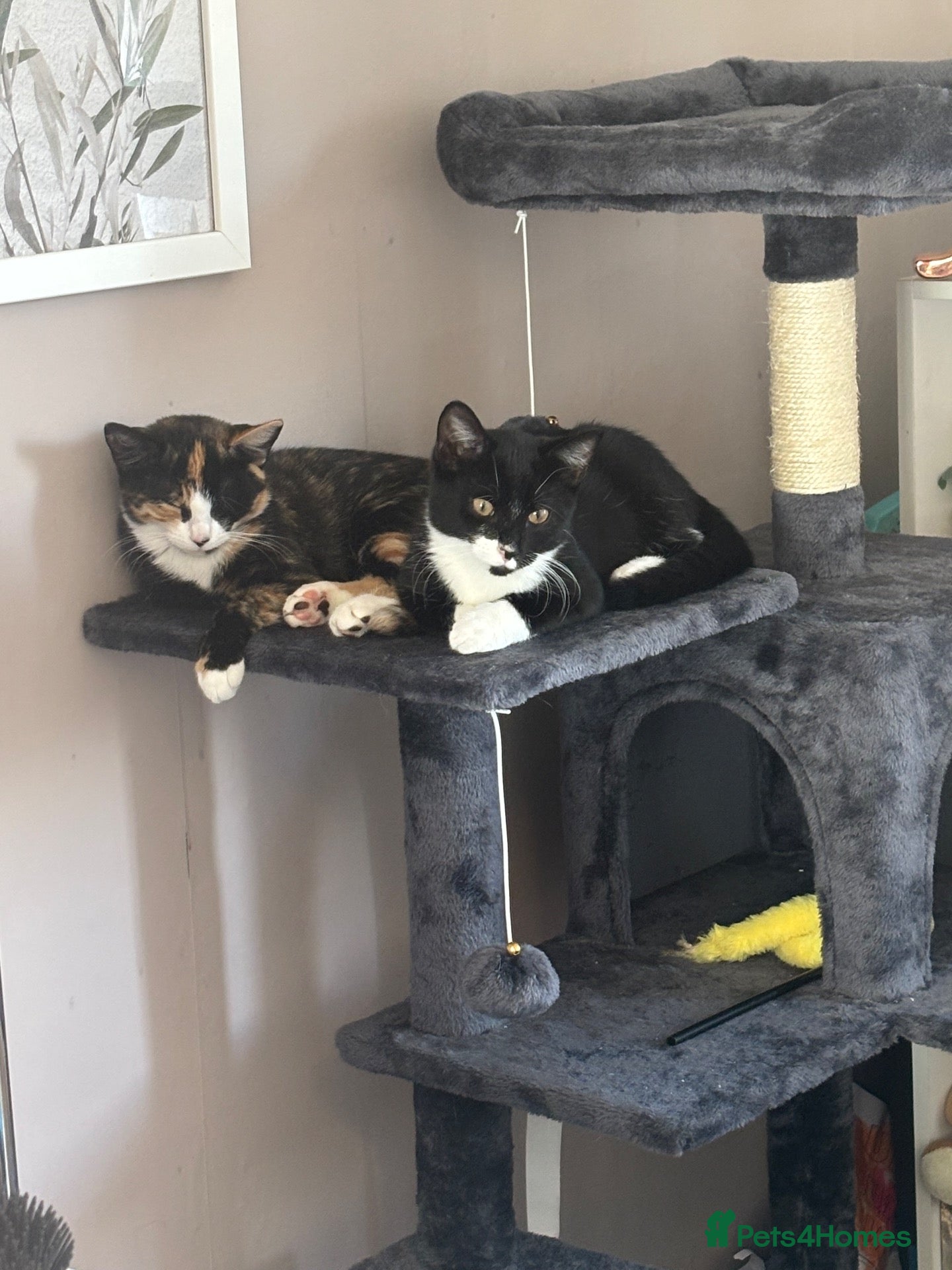 Domestic Shorthair cats Ronnie and Reggie  - Advert 10