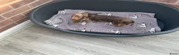 Dachshund dogs for sale: Miniature Dachshund puppies for sale  - Advert 8
