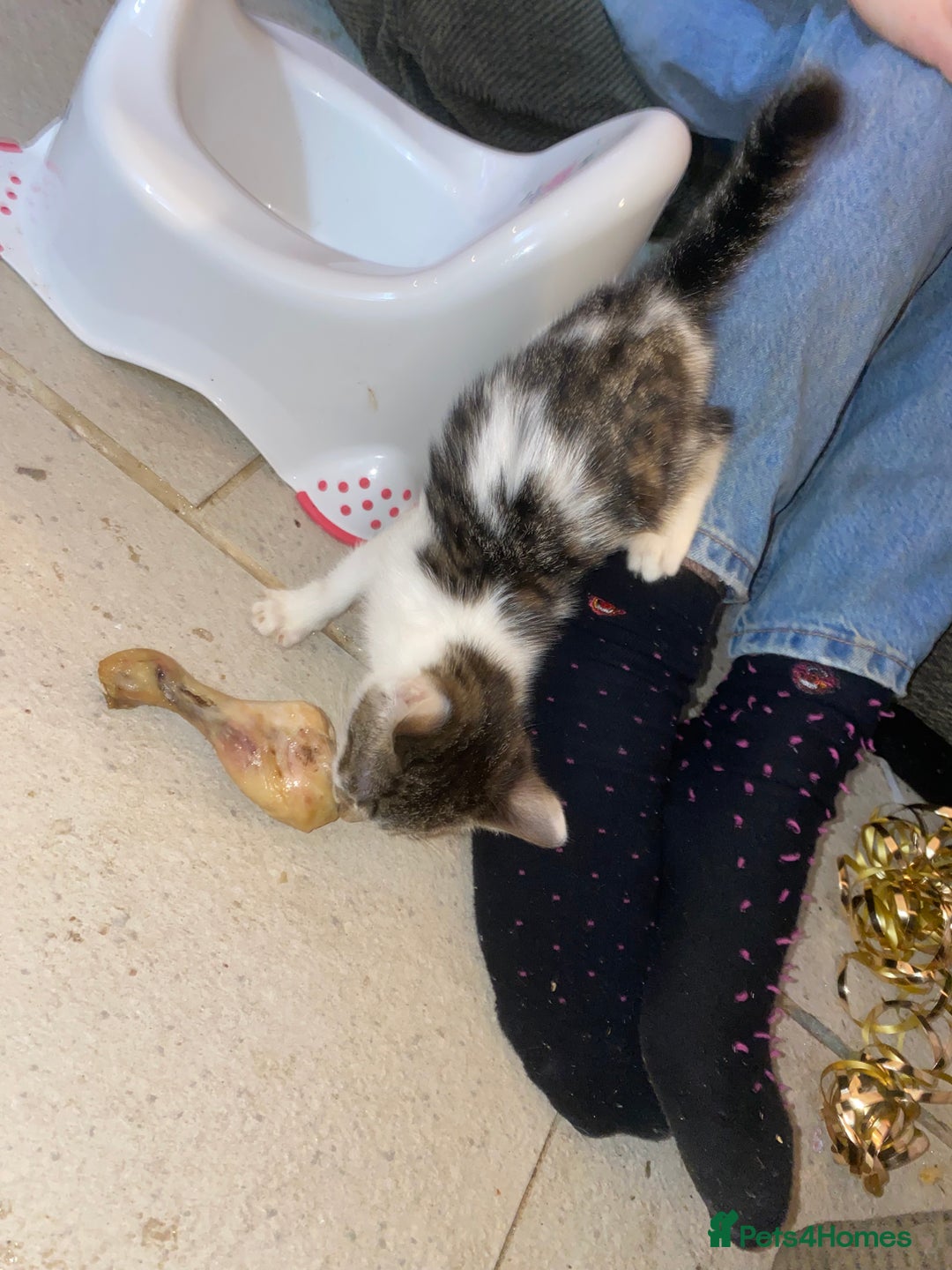 Mixed Breed cats for sale: kittens Bengal x microchipped flea/worm.insured.  - Image 13