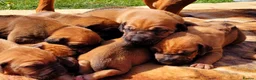 Rhodesian Ridgeback dogs for sale: KC OUTSTANDING PEDIGREE RHODESIAN RIDGEBACK  - Advert 2