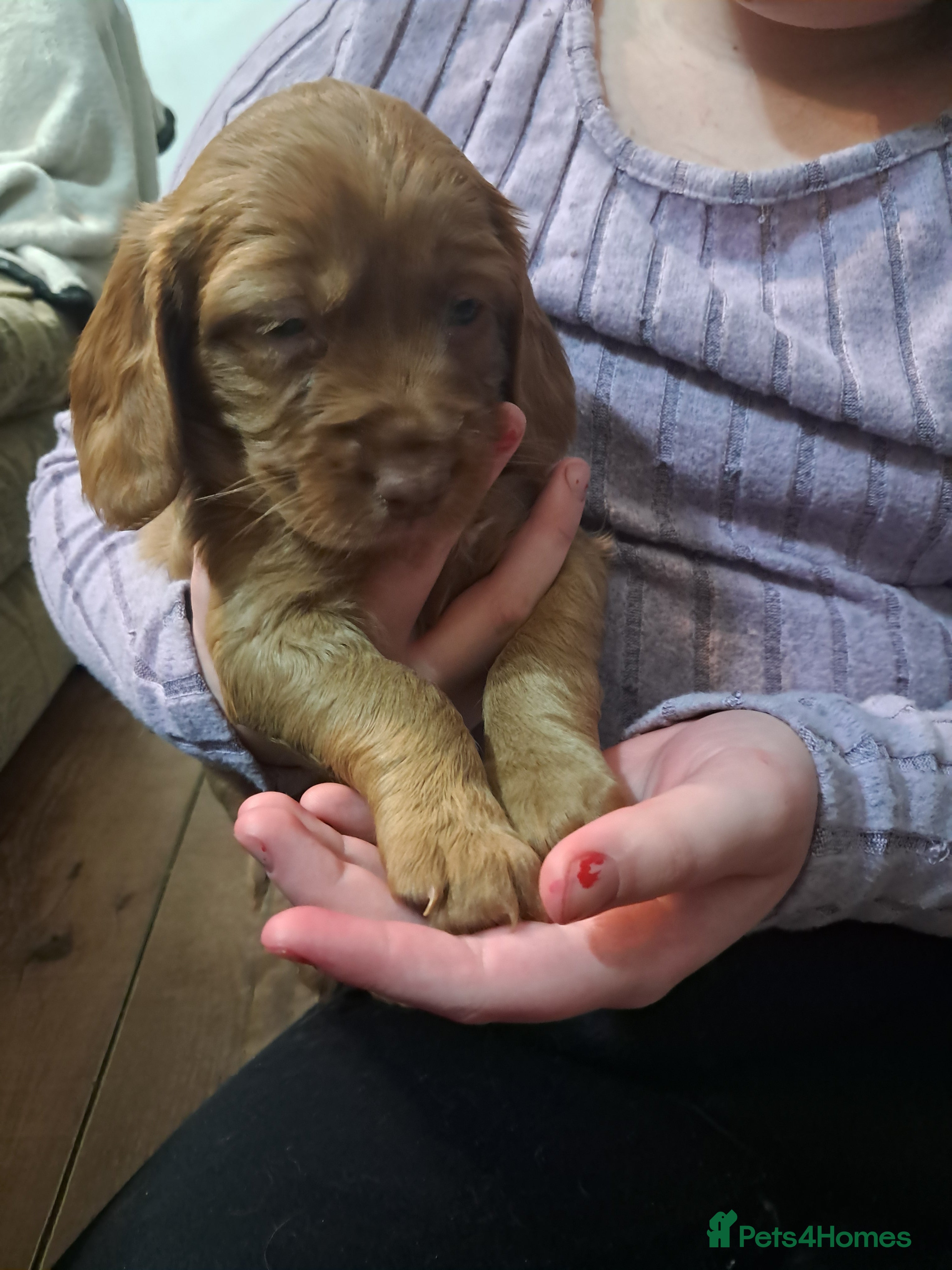 Cockapoo dogs F1B Red and fox red cockapoo litter - Advert 5