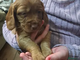 Cockapoo dogs F1B Red and fox red cockapoo litter - Advert 5