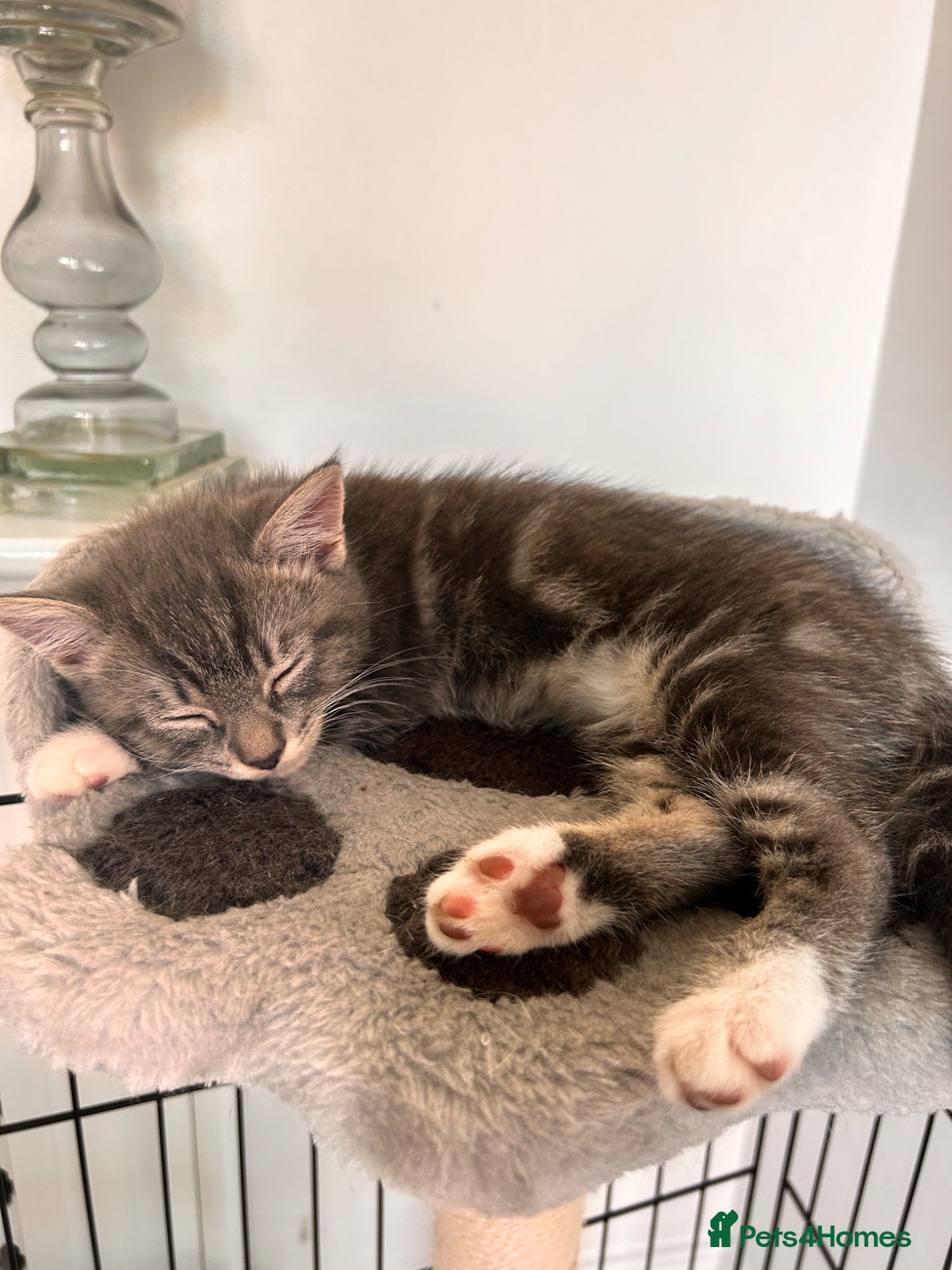 Mixed Breed cats 1 Grey mixed breed kitten left  - Advert 12