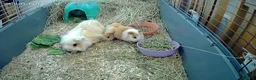 Guinea Pig rodents for sale: Pure bred Peruvian Guinea pigs females - Advert 2
