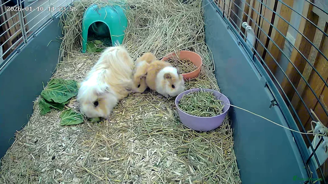 Guinea Pig rodents for sale: Pure bred Peruvian Guinea pigs females - Advert 2