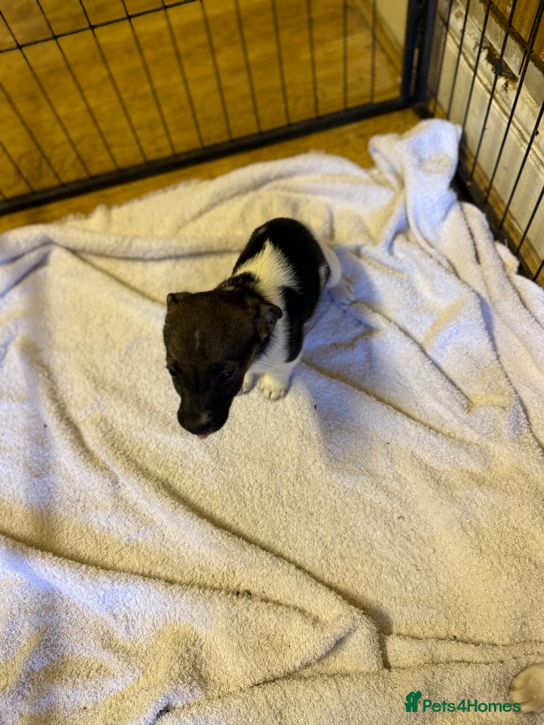 Jack Russell dogs for sale: 1 GIRL Jack Russell puppy left - Advert 5