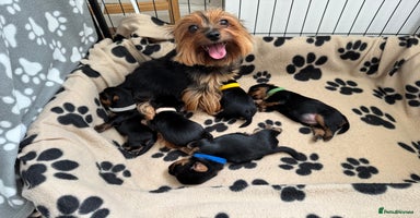 Yorkshire Terrier dogs - Advert 9