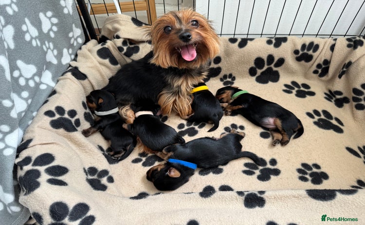 Yorkshire Terrier dogs - Advert 2