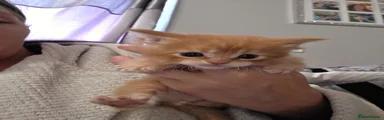 Maine Coon 2