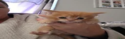 Maine Coon cats for sale: Beautiful full mainecoons - Advert 4