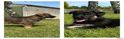 German Shepherd dogs for sale: Stunning KC Registered German Shepherd Puppies   - Advert 1