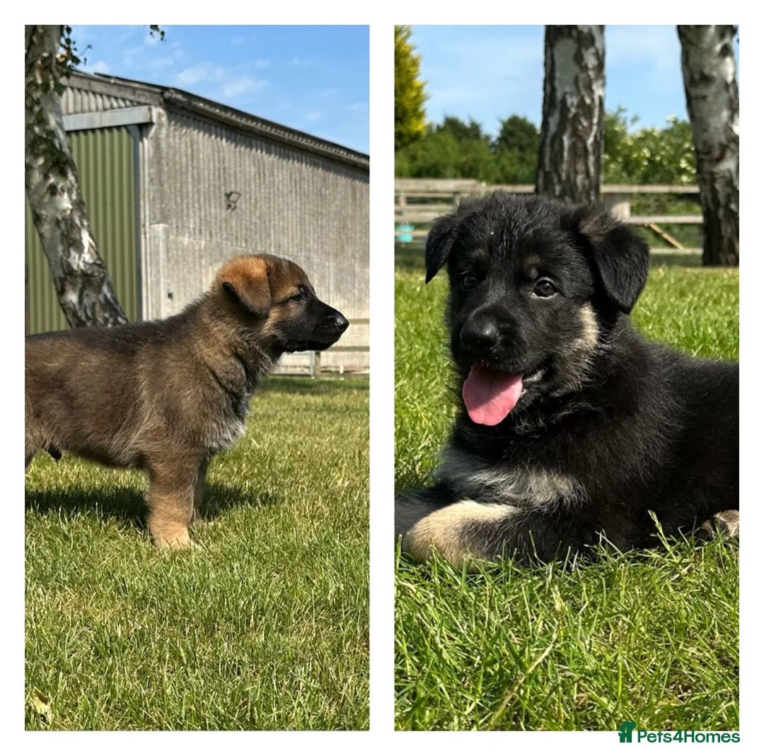 German Shepherd dogs for sale: Stunning KC Registered German Shepherd Puppies   - Advert 1
