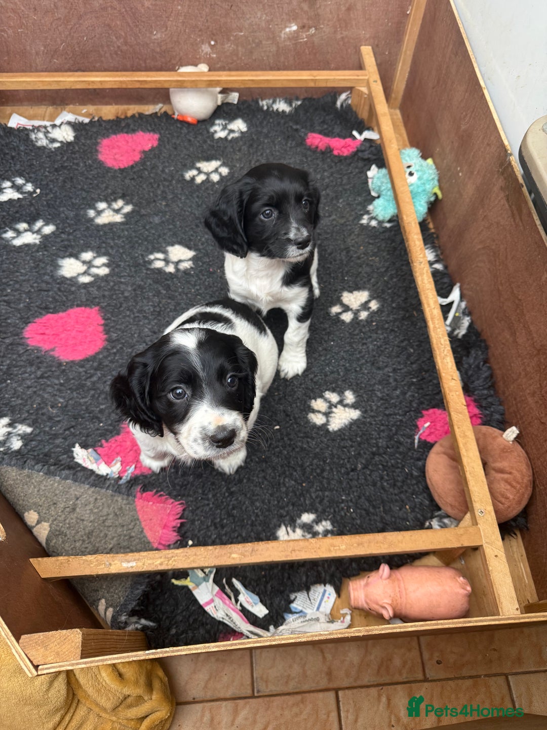 Sprocker dogs for sale: 2 sprockers available  - Advert 23