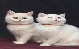 British Shorthair cats for sale: British shorthair kittens golden silver TICA - Image 24
