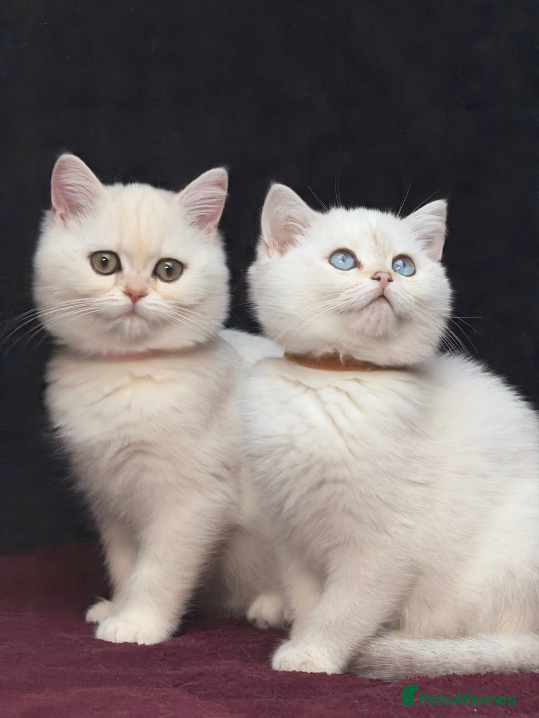 British Shorthair cats for sale: British shorthair kittens golden silver TICA - Image 24