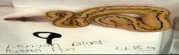 Python Snake reptiles for sale: Royal pythons - Advert 8