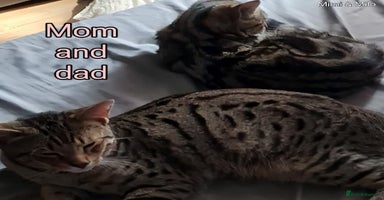 Bengal cats - Advert 6