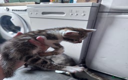 Bengal cats for sale: Bengal Kittens ready to be reserved  - Image 20