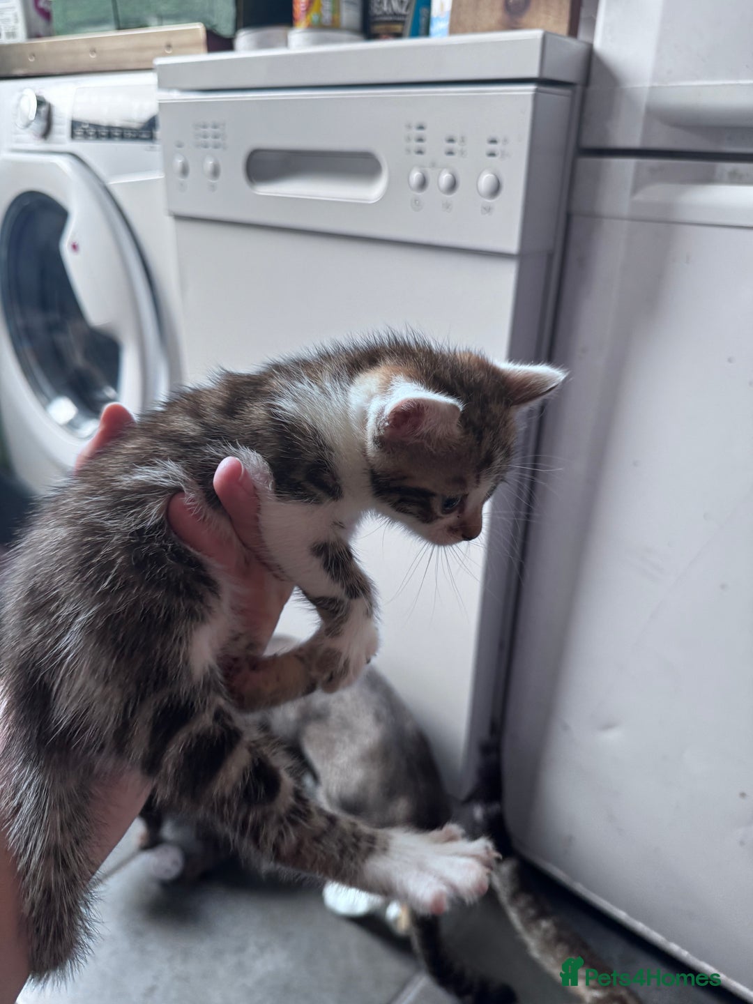 Bengal cats for sale: Bengal Kittens ready to be reserved  - Image 20