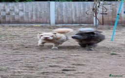 Shar Pei dogs for sale: Two Male Sharp pai dog's for sale 500 pounds each  - Image 3