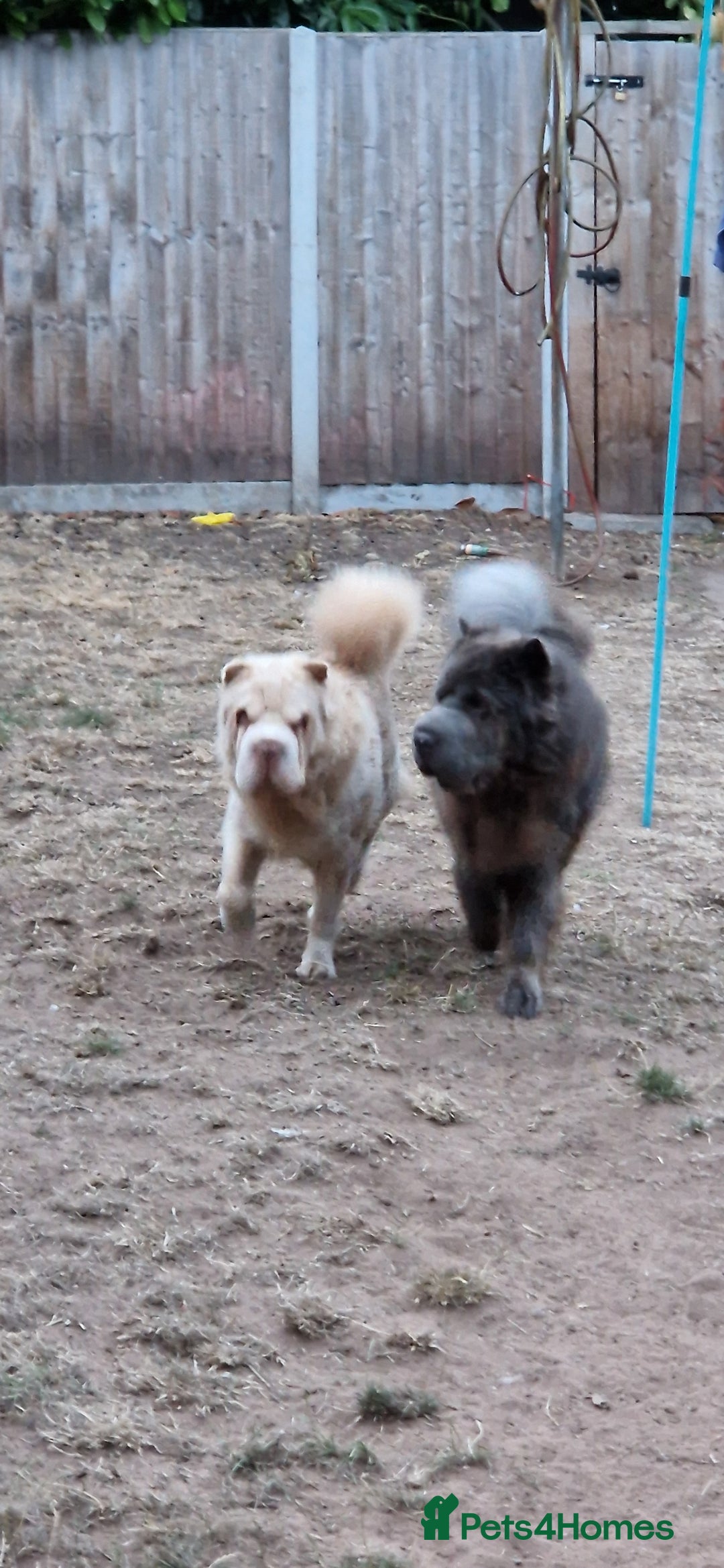 Shar Pei dogs for sale: Two Male Sharp pai dog's for sale 500 pounds each  - Image 3