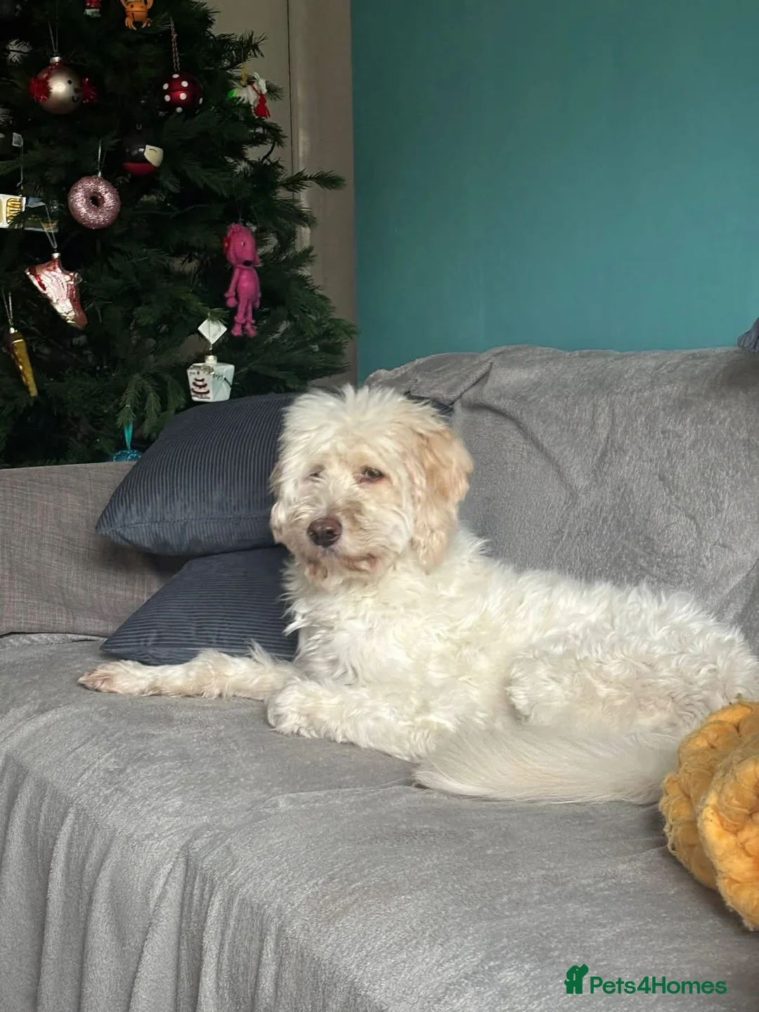 Mixed Breed dogs for adoption: Poodle mix Benji is ready for his forever family! in Plymouth - Advert 1