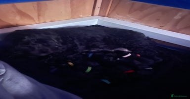 Cockapoo dogs 🐾 Gorgeous Black F2 Cockapoo Puppies 🐾 - Advert 3