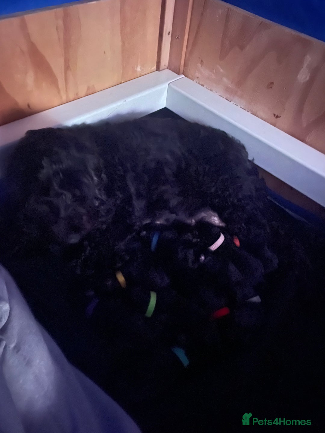 Cockapoo dogs for sale: 🐾 Gorgeous Black F2 Cockapoo Puppies 🐾 - Image 3