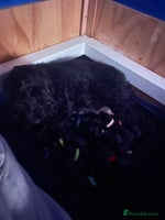 Cockapoo dogs 🐾 Gorgeous Black F2 Cockapoo Puppies 🐾 - Advert 8