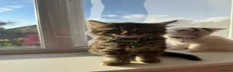 Mixed Breed cats for sale: Six Adorable Ragdoll X Norwegian Forest Kittens - Advert 30