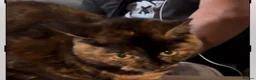 Domestic Shorthair cats for sale: Cats/kittens  in Leeds - Advert 3