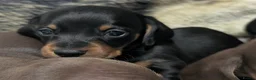 Miniature Dachshund dogs for sale: Quality KC/ PRA clear Miniature Dachshund puppies  - Advert 7