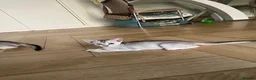 Abyssinian cats for sale: Silver Abyssinian kittens  - Advert 22