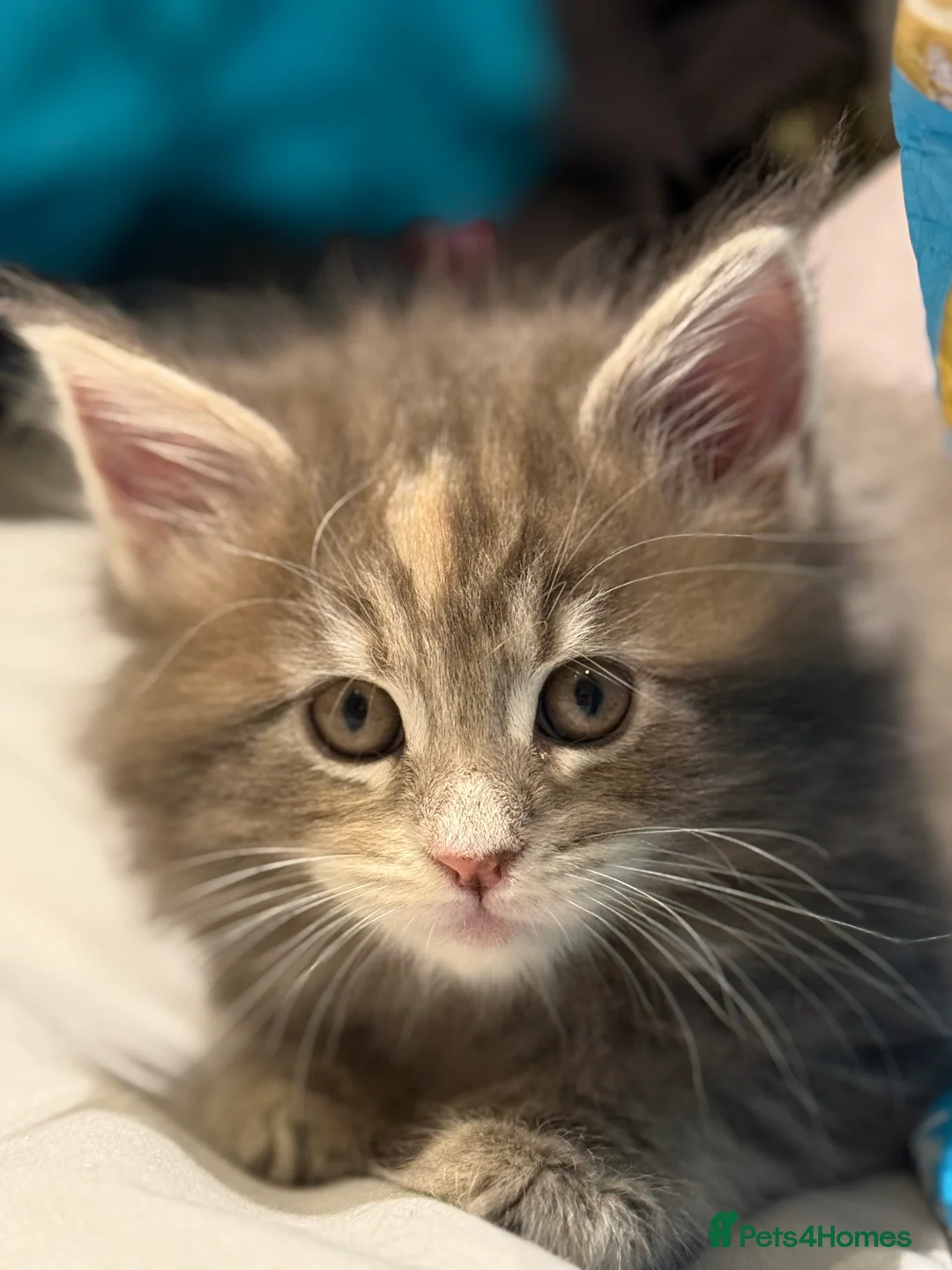 Maine Coon cats for sale: Beautiful GCCF registered Maine coon Kittens  - Advert 13