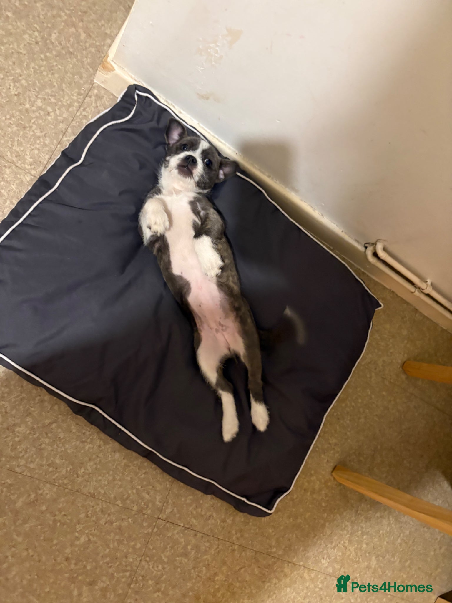 Mixed Breed dogs 14 week old female puppy - Advert 1