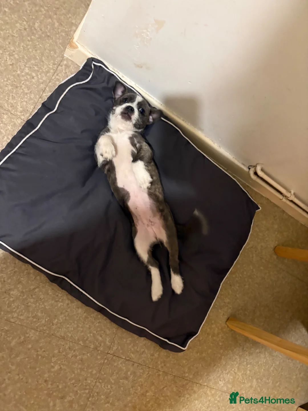 Mixed Breed dogs for sale: 14 week old female puppy in Mansfield - Advert 1